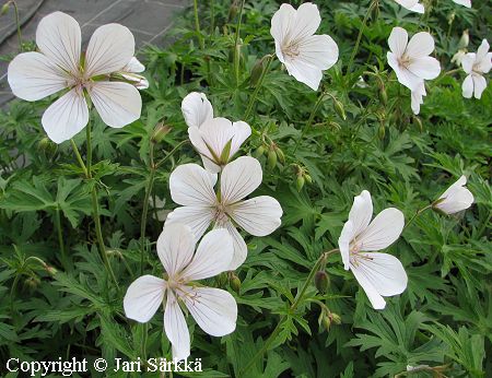  Geranium clarkei Kashmir White